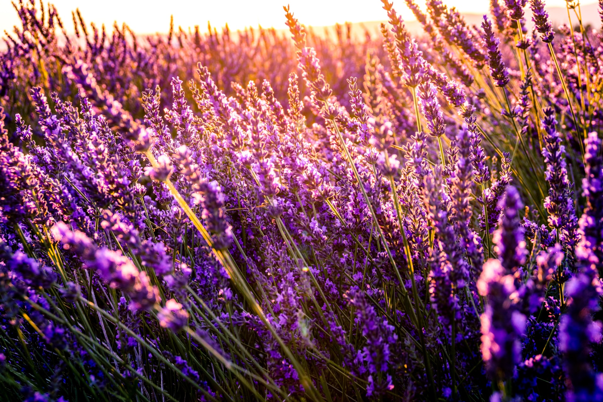Ever wonder what it means when Lavender enters your life as a spiritual sign? Inside, I talk about the spiritual meaning of Lavender. #naturespirit #lavender #lavenderessentialoil #essentialoils #plantcompanions #consciousliving #spiritualpath #spiritualsigns #spiritualmessage #spiritualawakening #spirituality #plantmeaning #plantspirit #lavenderspirit